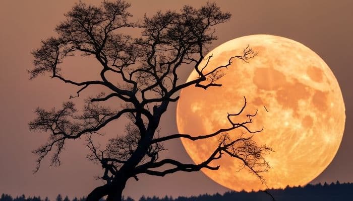Cara Melihat Supermoon 5 November 2025, Cek Waktu Munculnya!