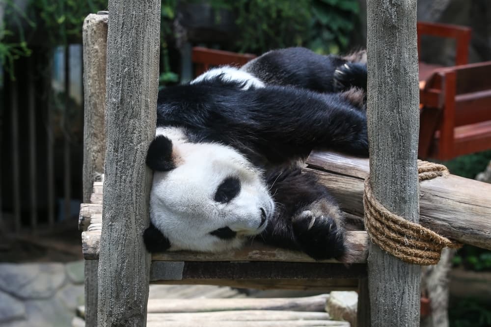 Setelah 11 Tahun, Malaysia Kembali Sambut Panda Raksasa Baru dari Tiongkok!