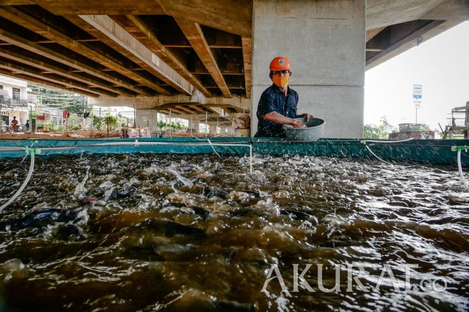 Cara Membuat Kolam Terpal untuk Budidaya Ikan lele dengan Mudah dan Praktis bagi Pemula