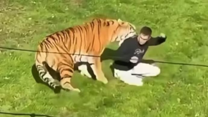 Harimau Siberia Tewaskan Pengunjung di Inggris, Berakhir Disuntik Mati?