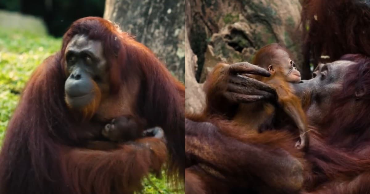 Bayi Orangutan Lahir di Singapore Zoo, Viral dan Curi Perhatian Warganet