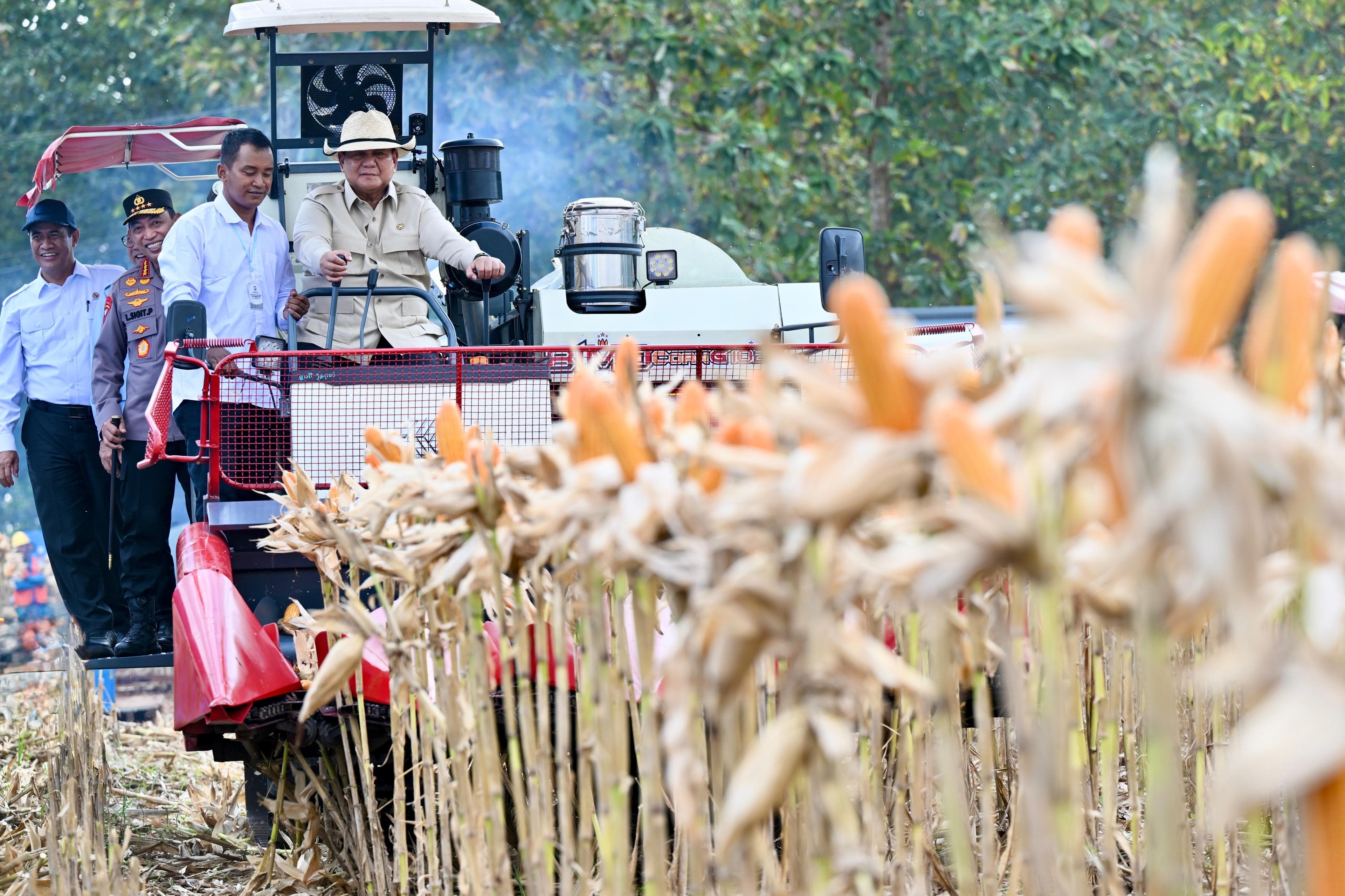 Prabowo Turun ke Sawah, Kemudikan Traktor Panen Jagung di Tuban