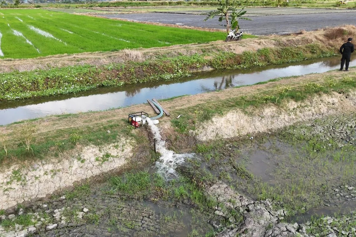 Kementan Waspadai Penurunan Produksi Padi di Merauke Imbas Genangan Air