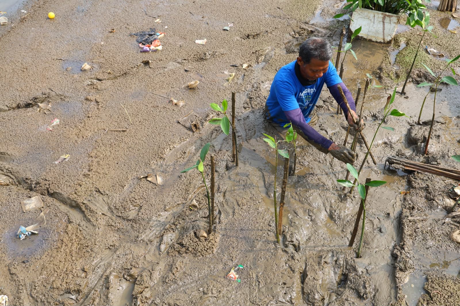 PIK2 Tanam 1.000 Mangrove di Tanjung Burung, Perkuat Kelestarian Pesisir Tangerang