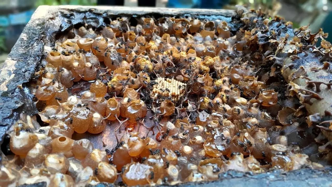 BRIN Temukan Probiotik Antikanker dari Madu Lebah Tanpa Sengat