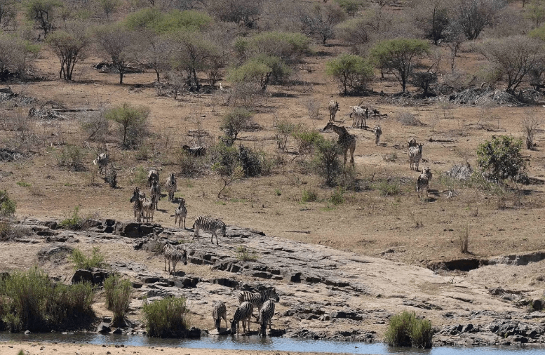 Tragis! Pertanyaan soal Senapan Berujung Kematian Turis Kanada di Afrika Selatan