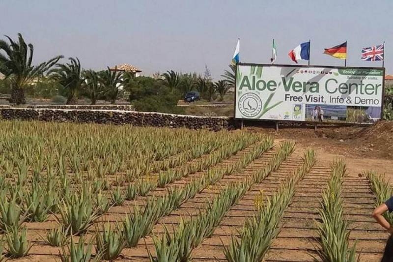 Wamentan Dorong Hilirisasi Lidah Buaya, Nilai Tambah Petani Jadi Fokus