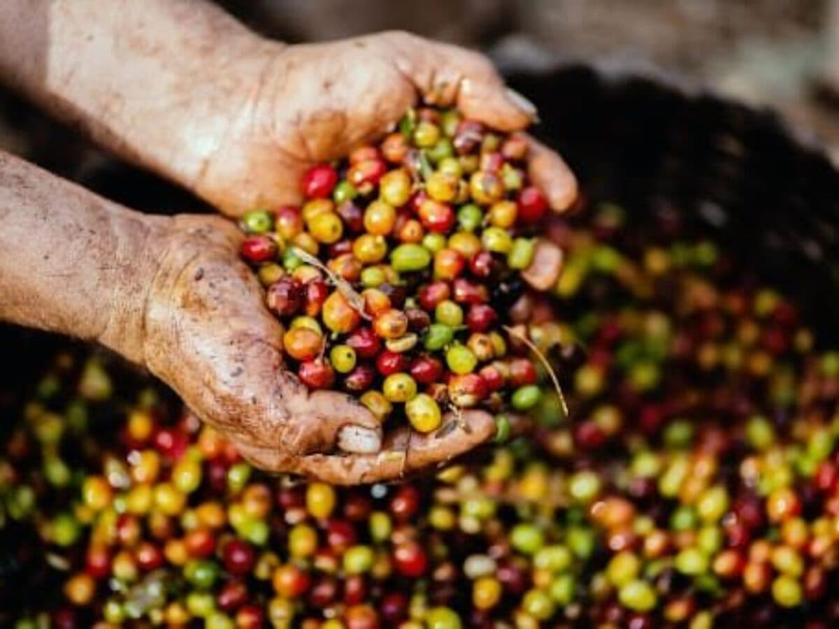 LIVE Shopping Ubah Bisnis Kopi Lokal, Sakha Coffee Serap 100 Pekerja