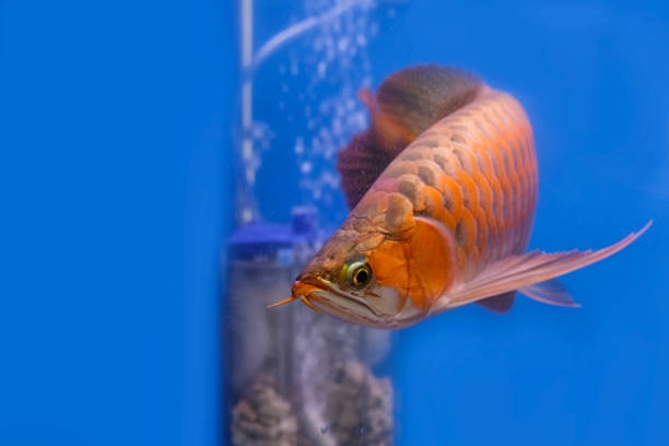 Cara Menjaga Warna Ikan Arwana Tetap Cerah dan Berkilau