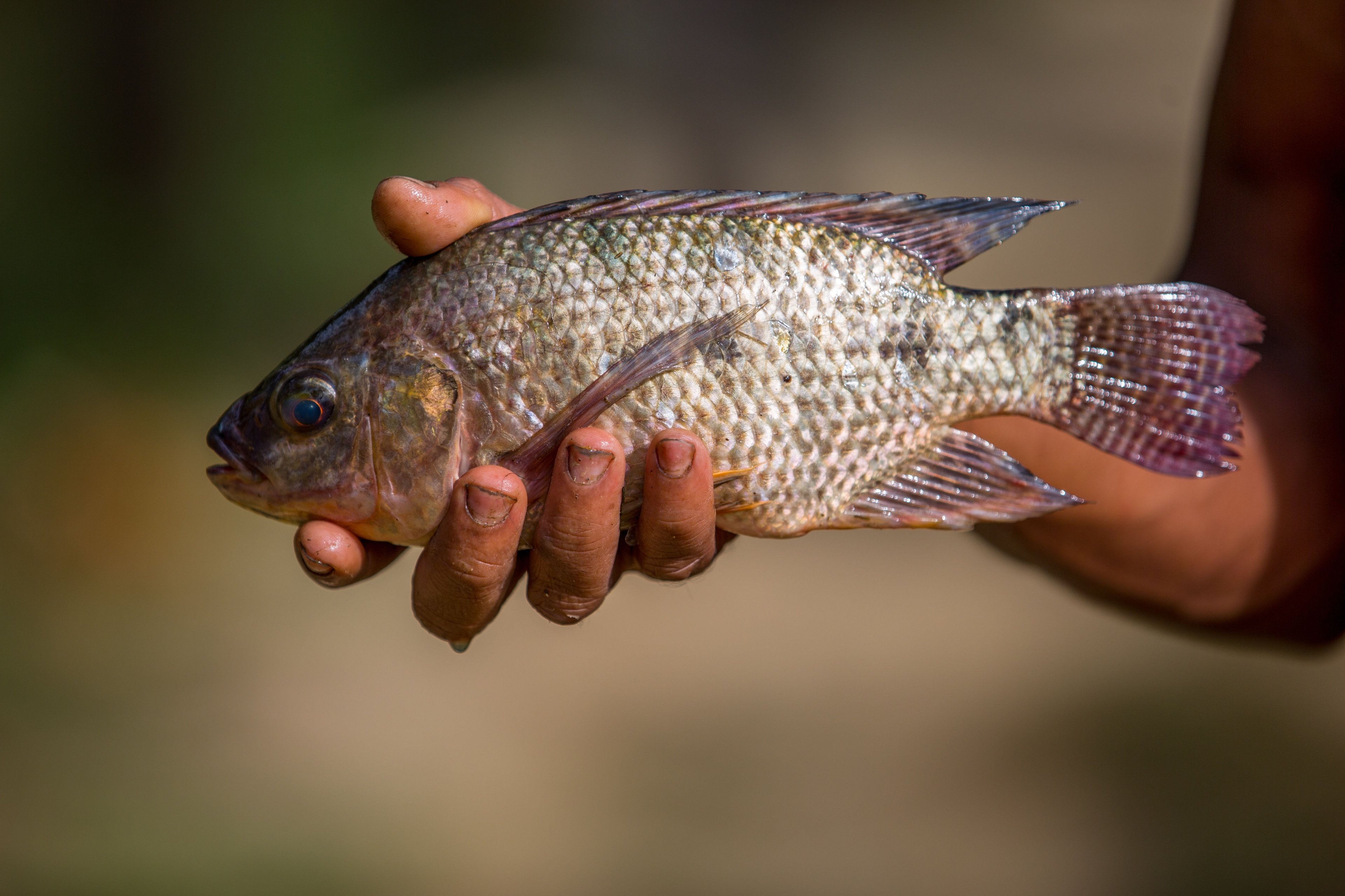 Panduan Mengatasi Penyakit Ikan Nila agar Tetap Sehat dan Cepat Panen