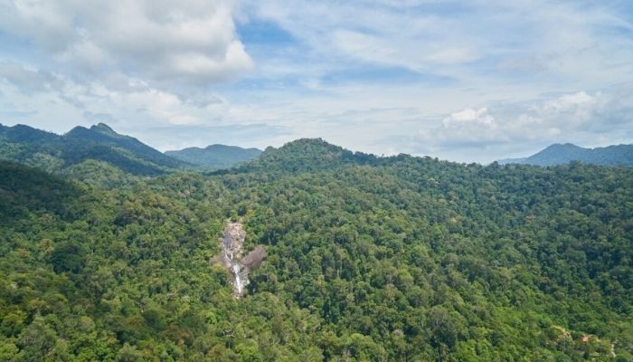 5 Negara dengan Hutan Terluas di Dunia, Indonesia Termasuk atau Tidak?