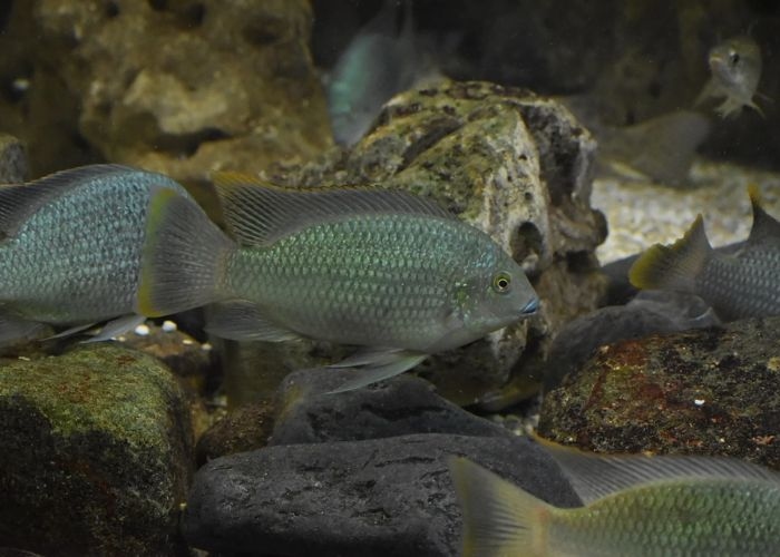 Kenapa Ikan Nila Dagu Hitam Sulit Dikendalikan? Ini Kemampuan yang Jadi Sorotan