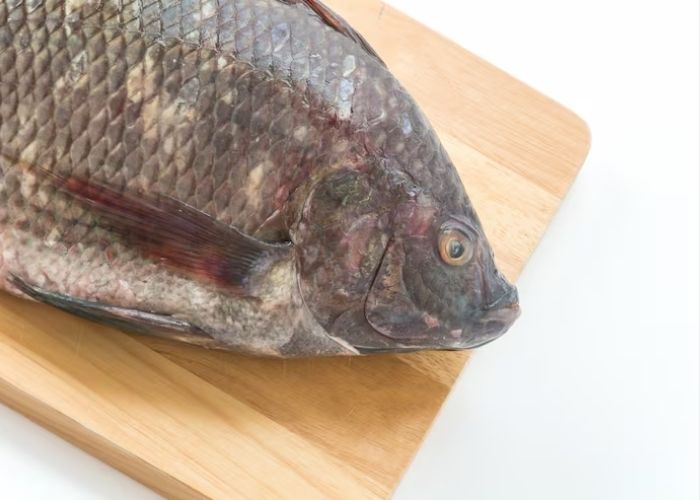 Kenapa Thailand Ingin Berantas Ikan Nila Hitam? Ini 5 Alasannya