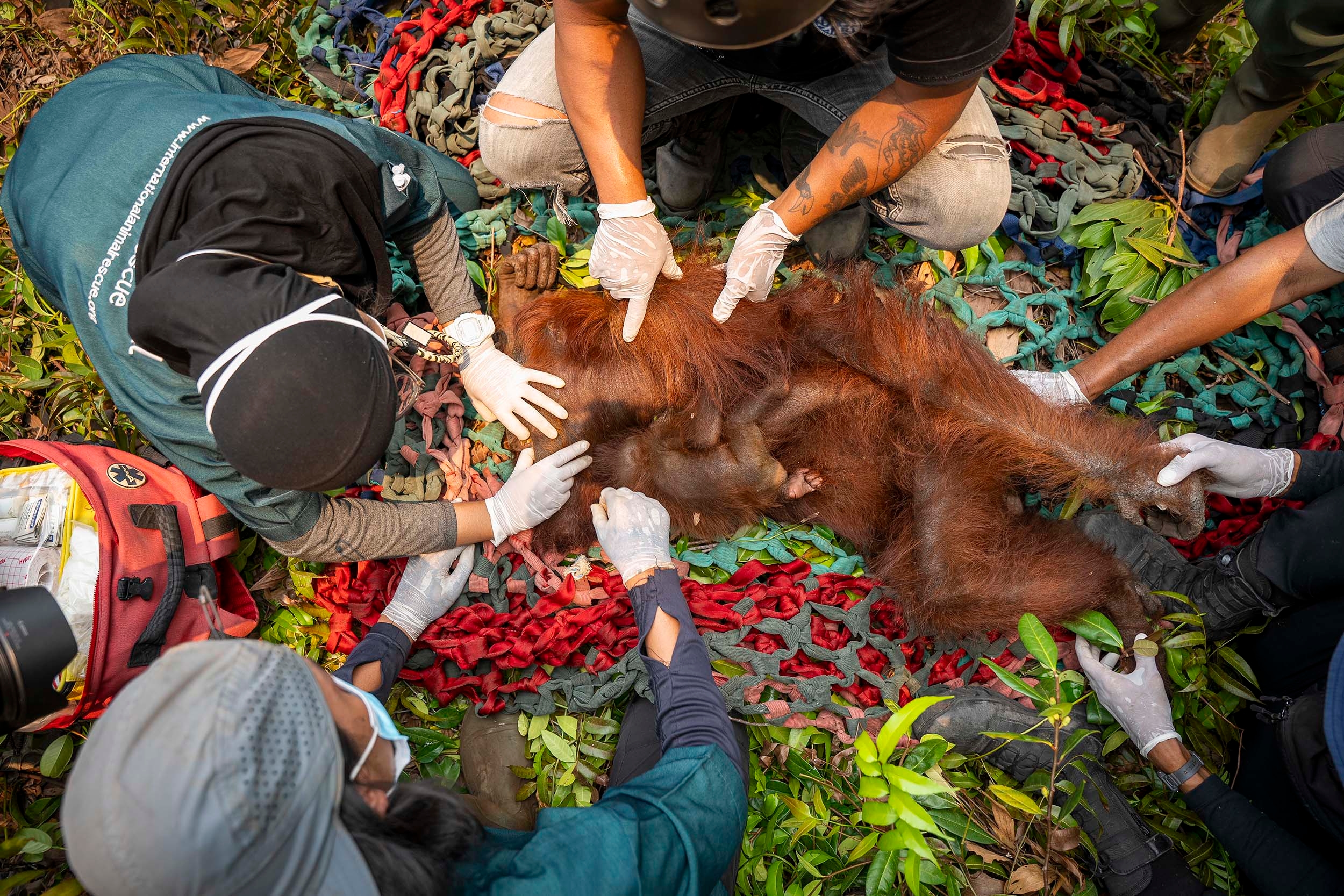 Evakuasi Induk dan Anak Orangutan di Ketapang