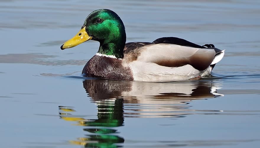 Apa Itu Duck Syndrome? Gangguan Psikologis Yang Banyak Dialami Orang Dewasa