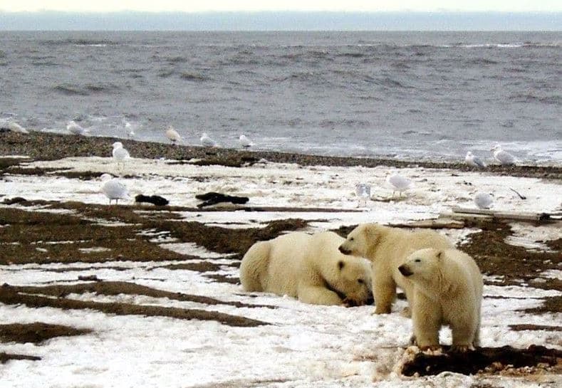 Amerika Serikat Batalkan Penyewaan Minyak Dan Gas Alaska