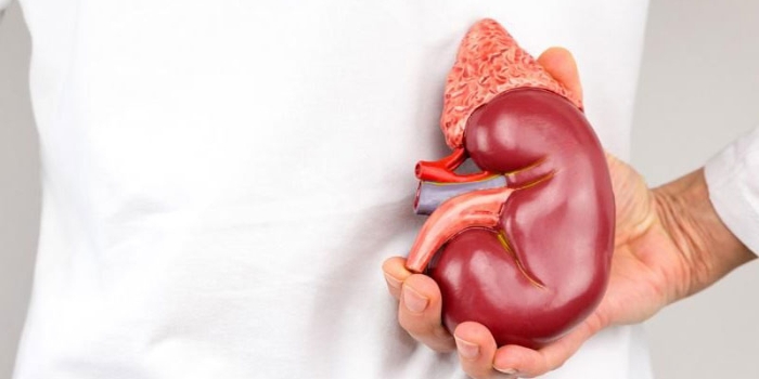 Mengenal Kanker Ginjal, Penyakit Yang Diidap Vidi Aldiano