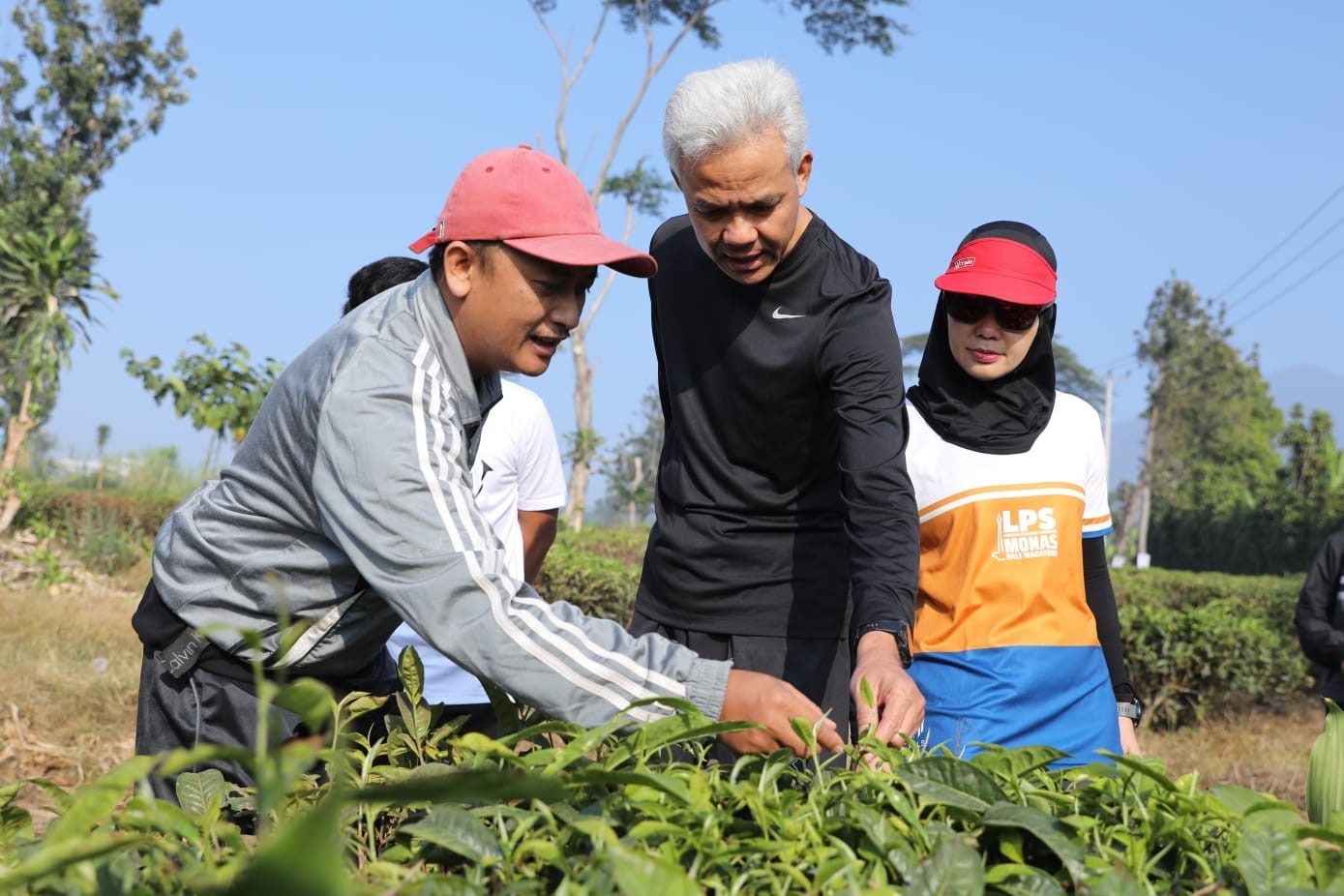 Ganjar-Siti Atikoh Jalan Pagi Sambil Berbincang Dengan Petani Kebun Teh Di Cianjur