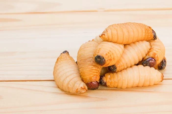 Viral Siswa SD Bawa Bekal Lauk Ulat Sagu: Hukum Memakan Ulat Dalam Islam, Apa Diperbolehkan?