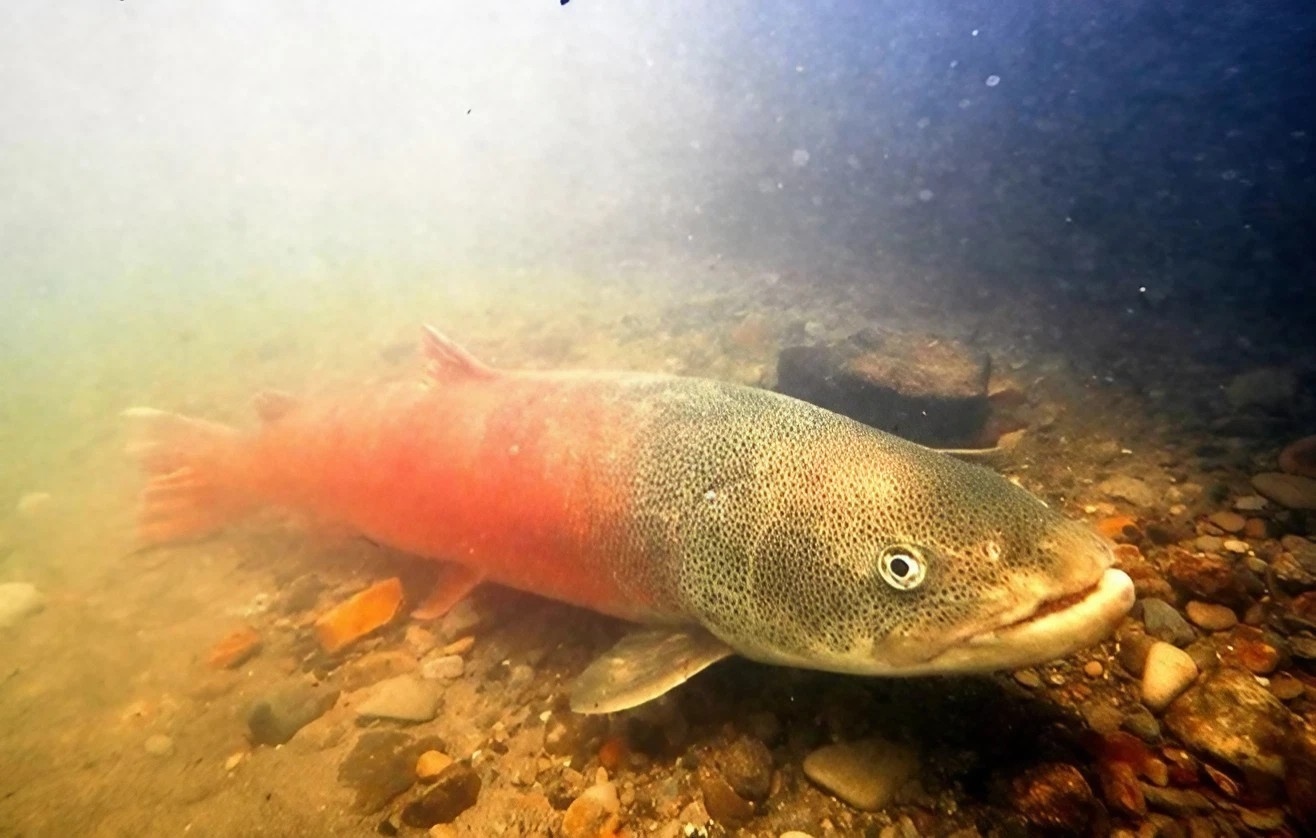 Rencana Pembangkit Listrik Tenaga Angin di Jepang Membahayakan, Ikan Terancam Punah