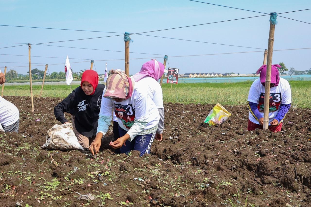 Tanam Bawang Merah di Dringu Probolinggo, Siti Atikoh: Semoga Subur dan Petaninya Sejahtera
