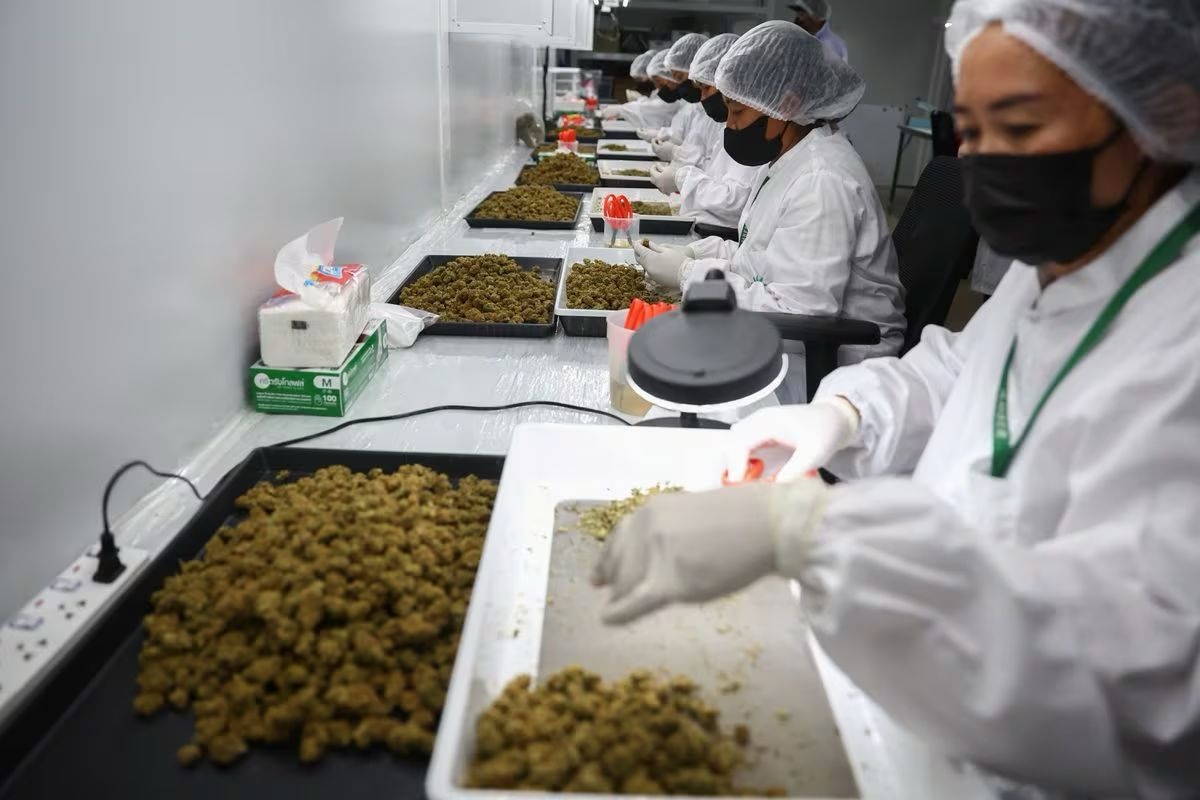 Thailand Kembali Larang Penggunaan Ganja untuk Rekreasi, Pelanggar Dapat Didenda Lebih Dari Rp100 Juta