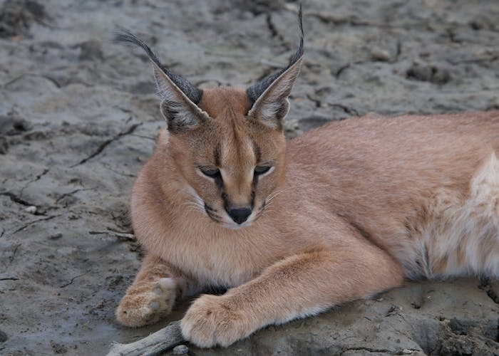 Ramai Kasus Okin Telantarkan Kucing Caracal, Apakah Boleh Dipelihara di Rumah?
