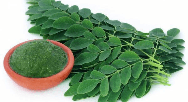 10 Manfaat Daun Kelor untuk Kesehatan, Serba Guna Bisa Sembuhkan Banyak Penyakit!