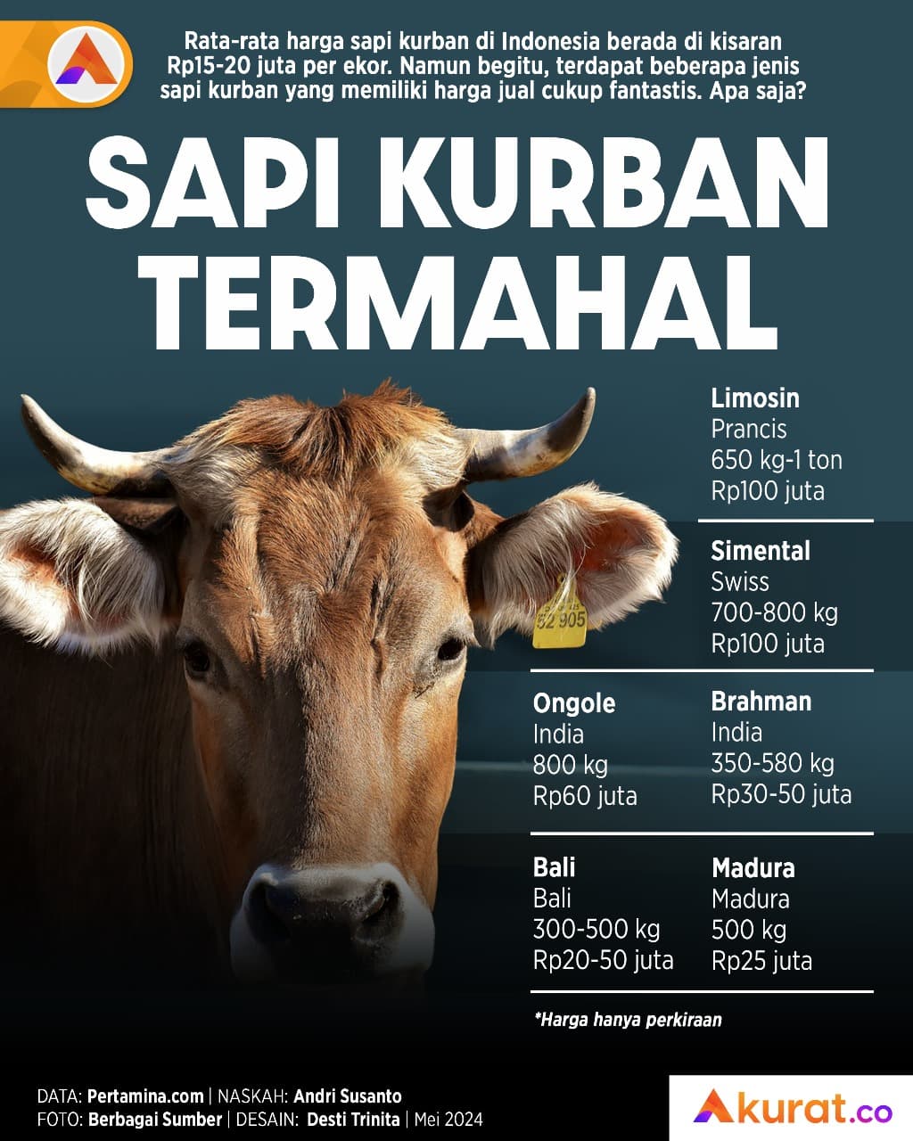 Sapi Kurban Termahal