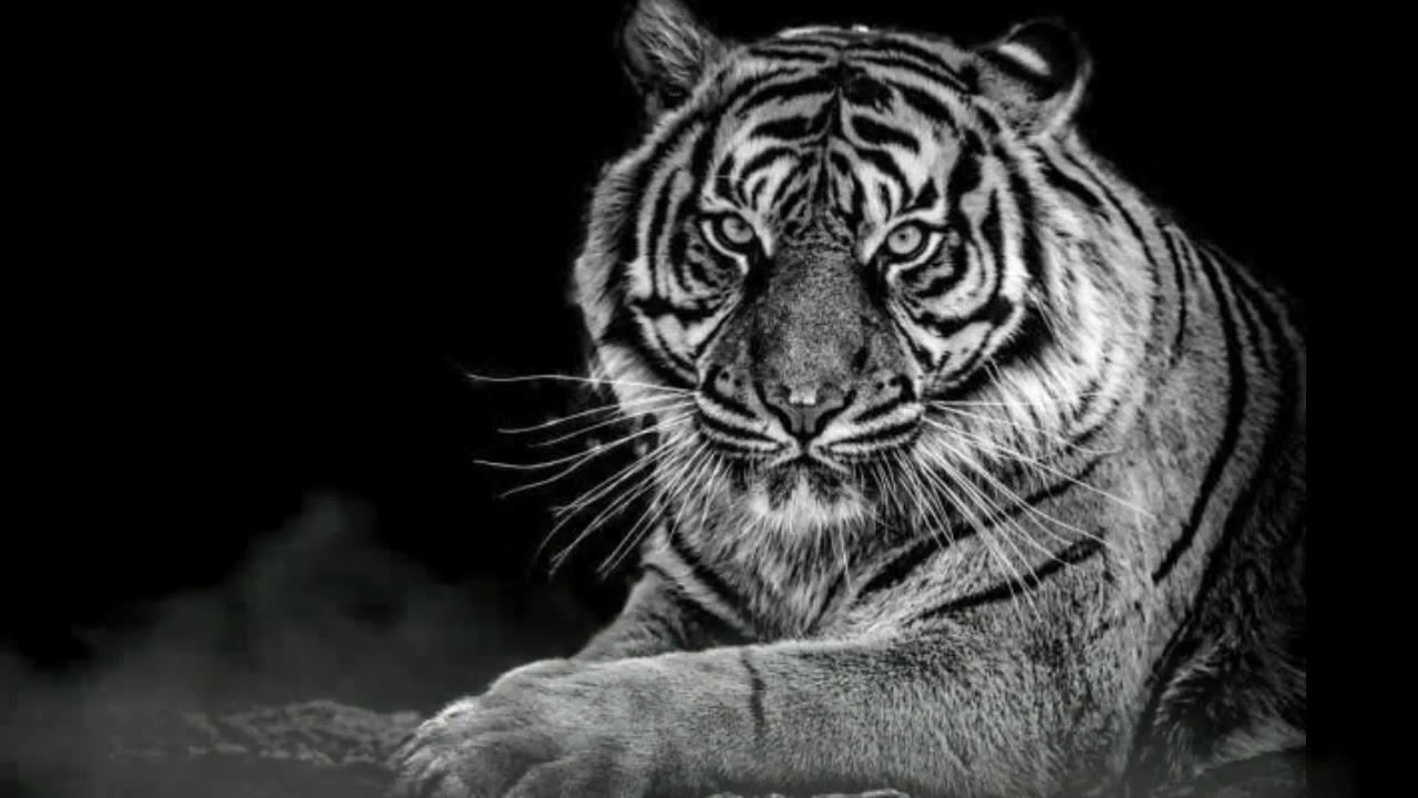 Viral di Medsos, Ketahui Inilah 5 Jenis Khodam Beserta Wujud dan Maknanya