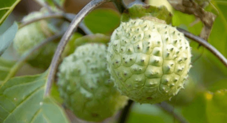 Hukum Memakan Makanan yang Dapat Memabukkan