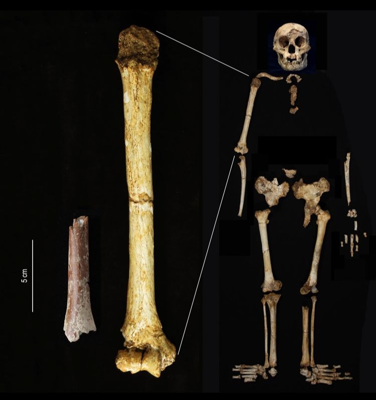 Fosil Hobbit Kecil Ditemukan di Pulau Indonesia, Berusia 700 Ribu Tahun!