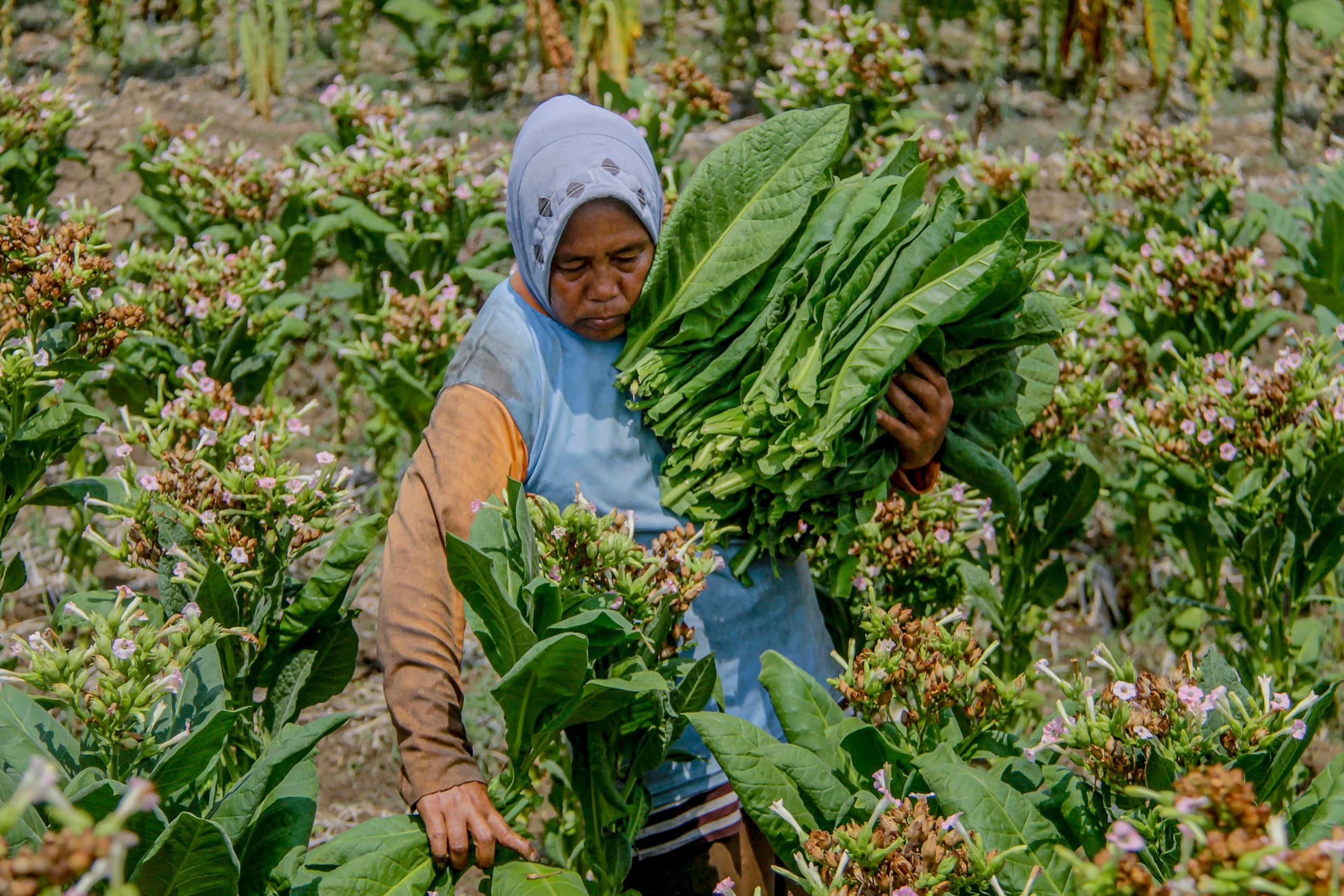 DPN APTI: Kemenkes Ingin Matikan Ekonomi Jutaan Petani Tembakau