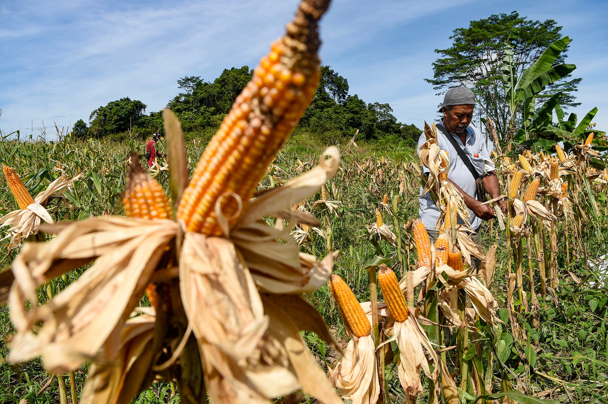 Pemerintah Gelontorkan 52.400 Ton Jagung Murah untuk Peternak Rakyat