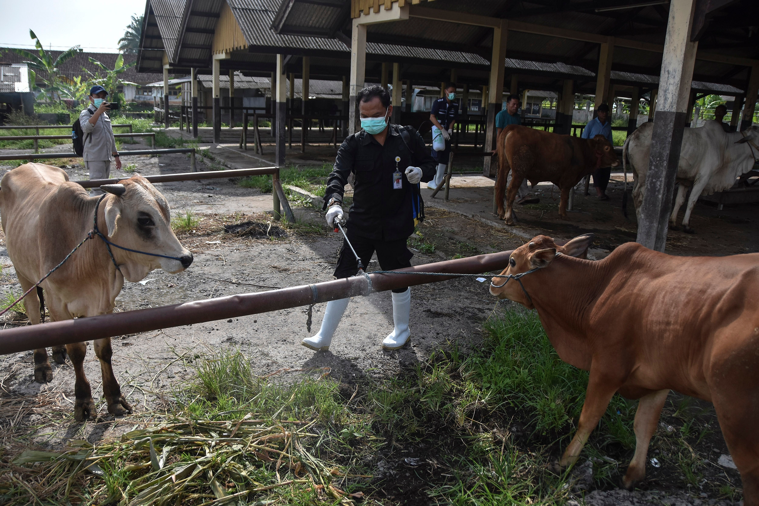 Wacana Impor Sapi untuk Program Makan Bergizi Gratis Jangan Sampai Rugikan Peternak