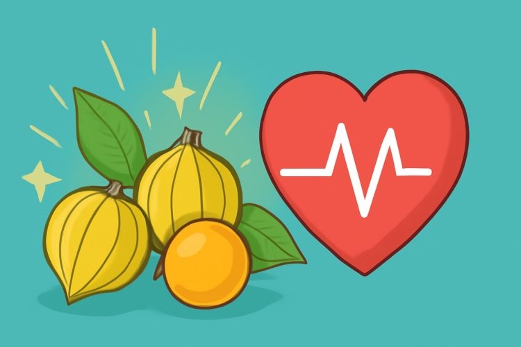 7 Khasiat Ciplukan untuk Penyakit Jantung yang Jarang Kamu Ketahui