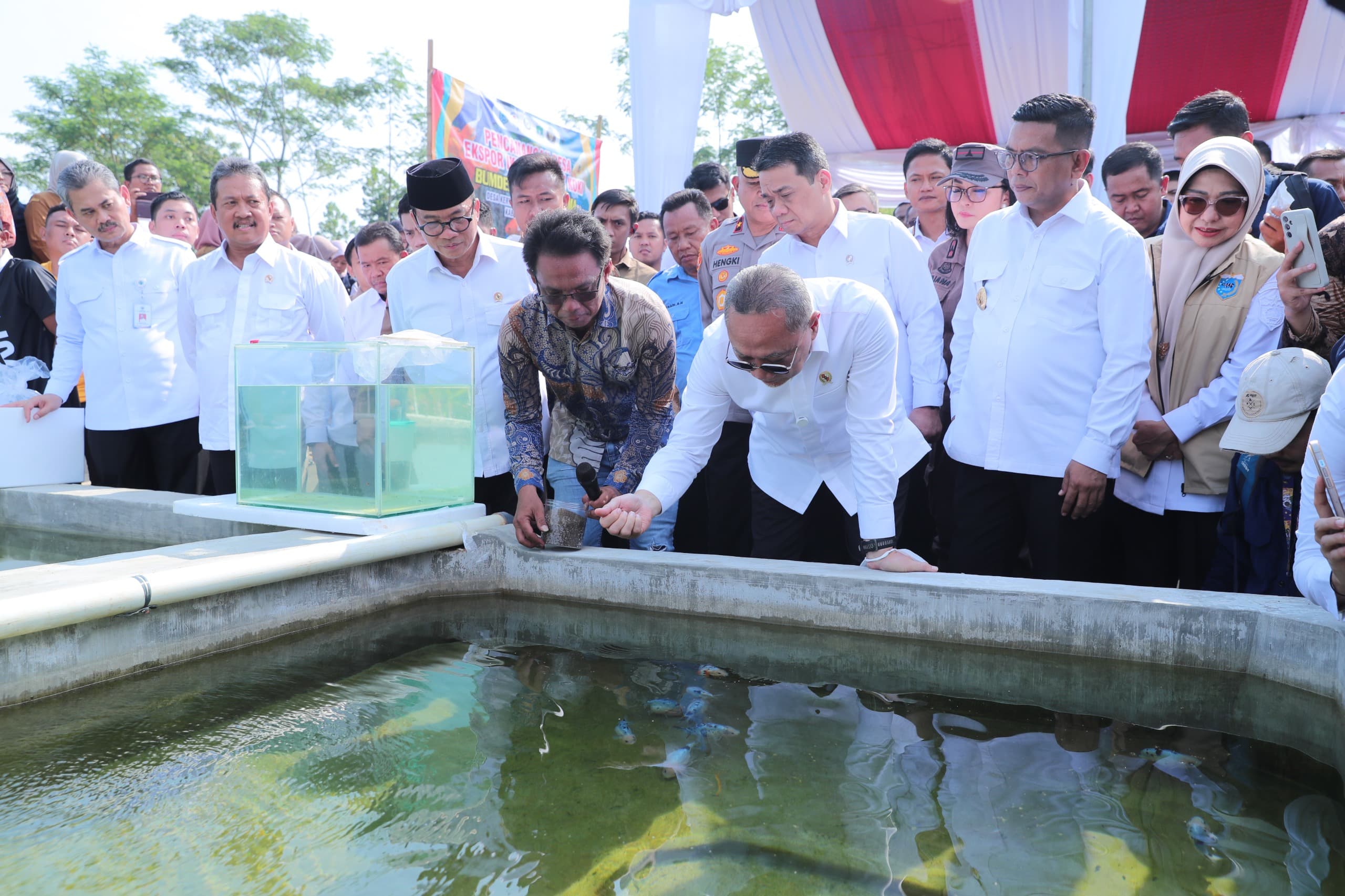 Dukung Asta Cita, Pemerintah Canangkan Kertasana Jadi Desa Ekspor Ikan Mas Koki