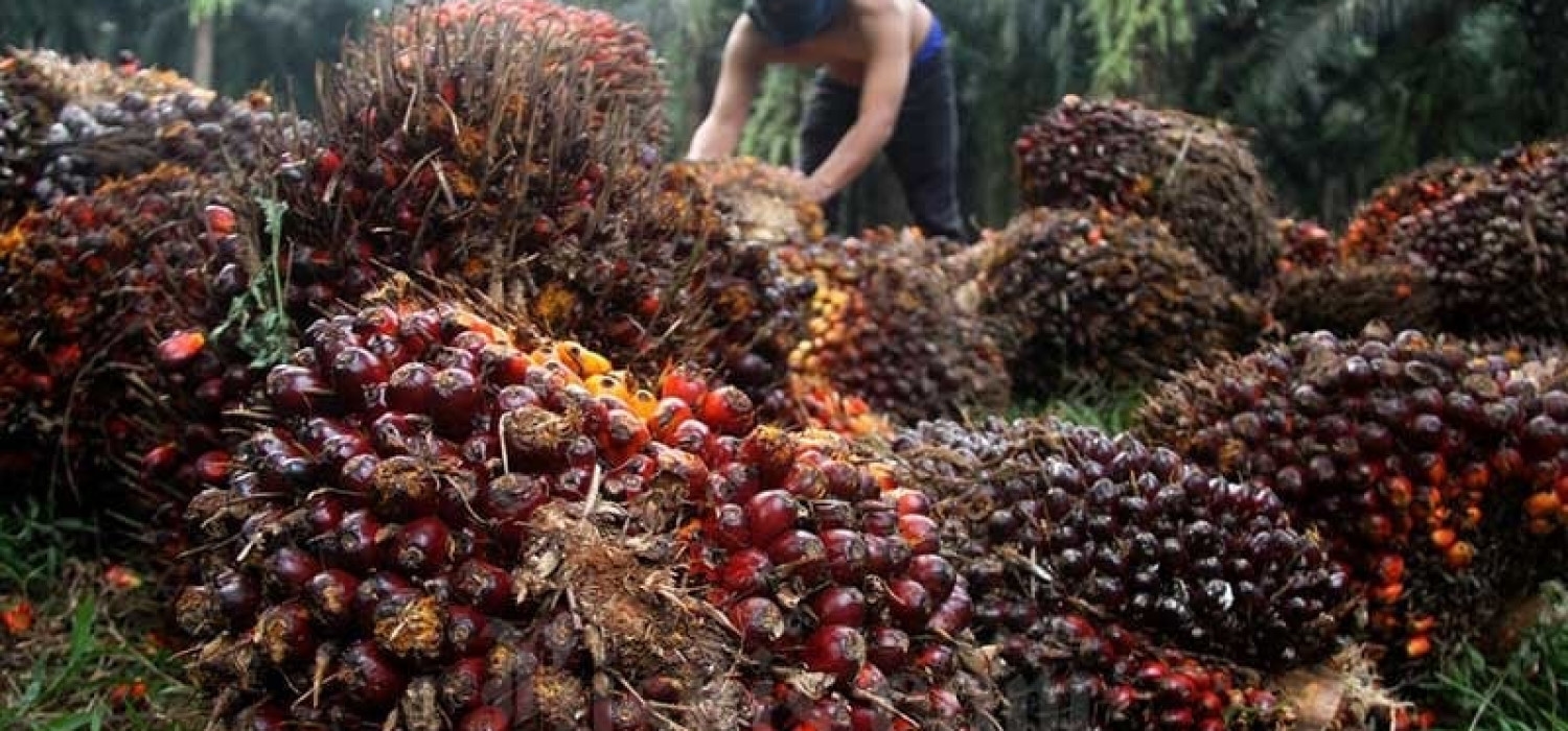 Industri Pengolahan Melesat, Ekspor RI ke China Tembus USD52,4 M