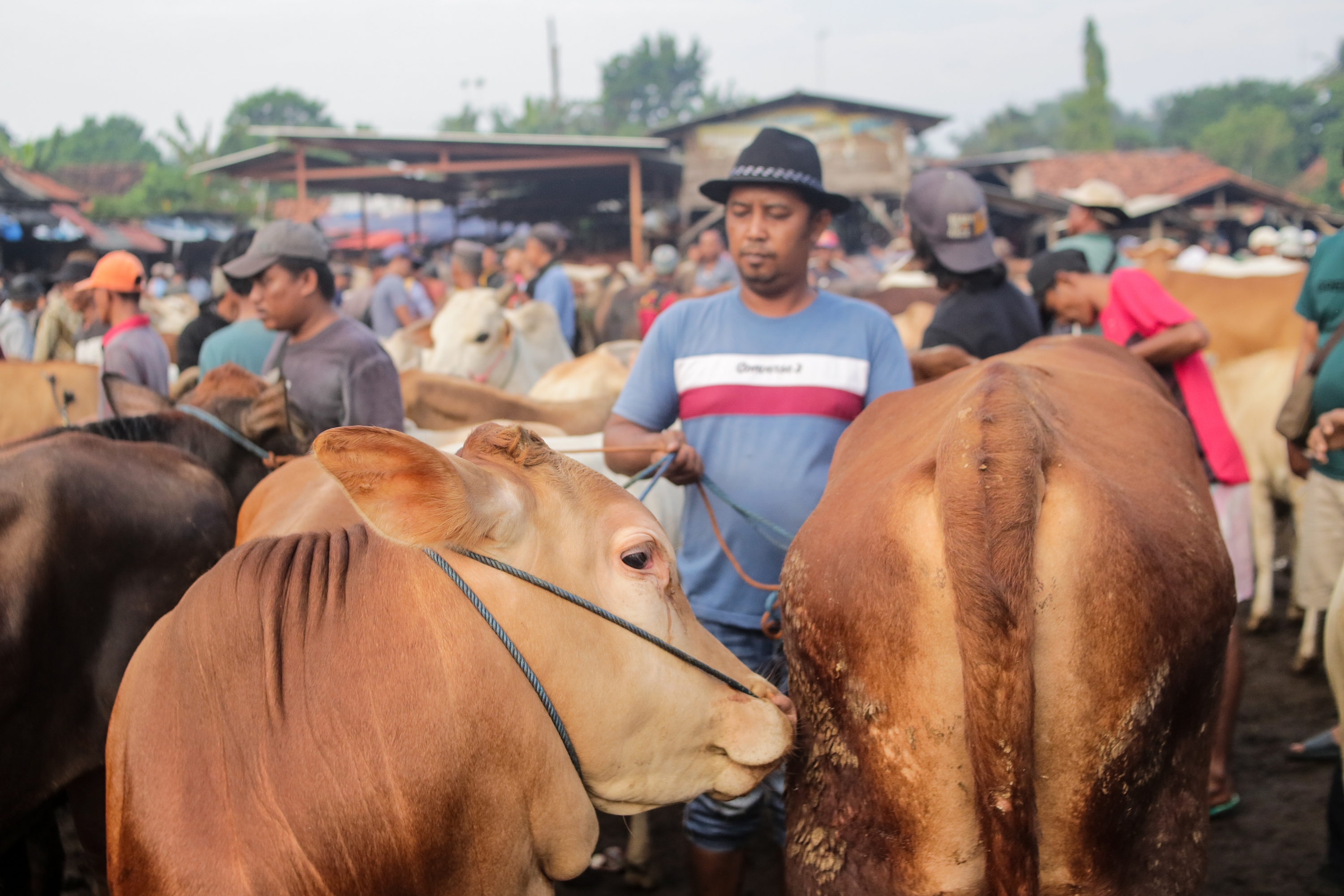 DPR Desak Sidak Masif Jelang Iduladha, Waspadai Praktik Curang Penjualan Sapi Gelonggongan