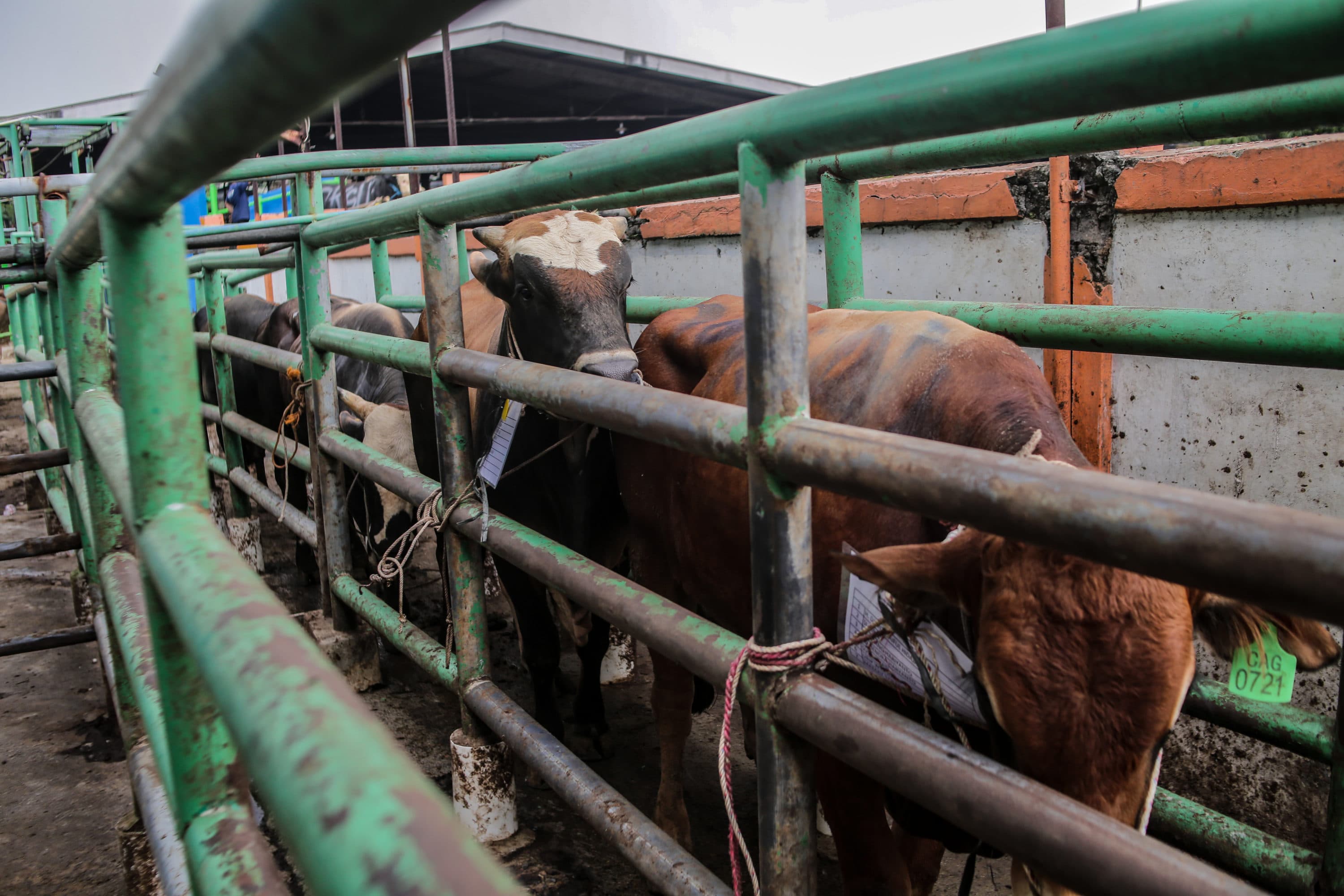 Waspada! Sapi Mudah Kembung di Musim Hujan, Ini Cara Cegah dan Menanganinya