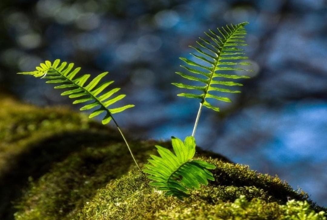 Apa Fungsi Klorofil pada Daun Tumbuhan Hijau?