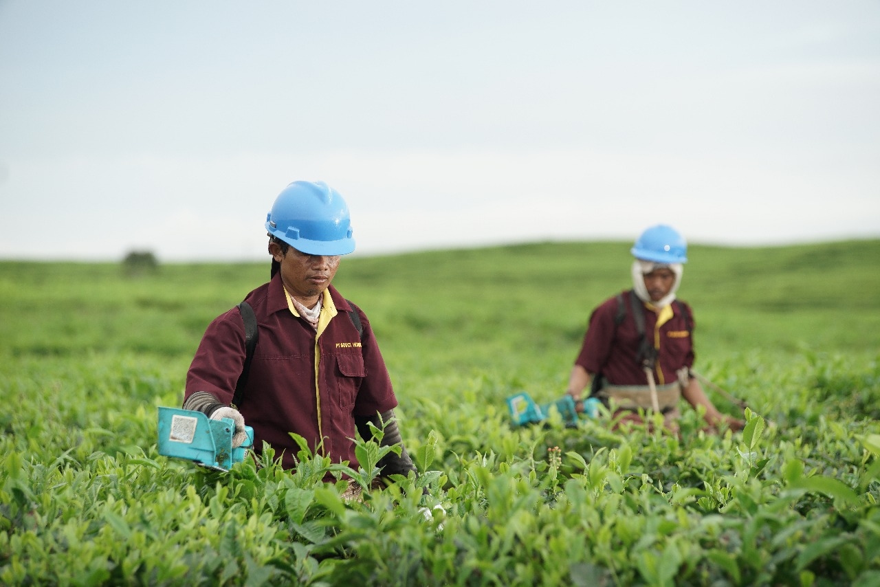 Optimalisasi Lahan Tidur PTPN IV, Teh Tetap Jadi Komitmen Utama