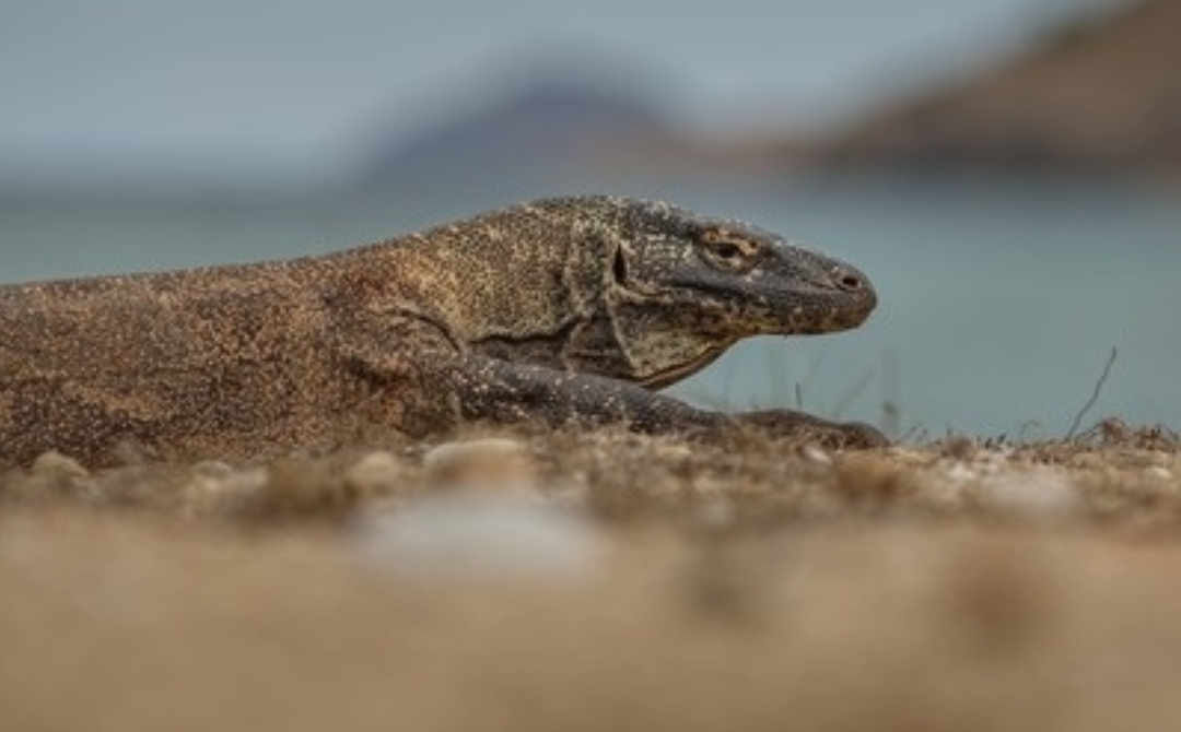 Apa Itu Hewan Endemik dan Contoh Langka di Nusantara