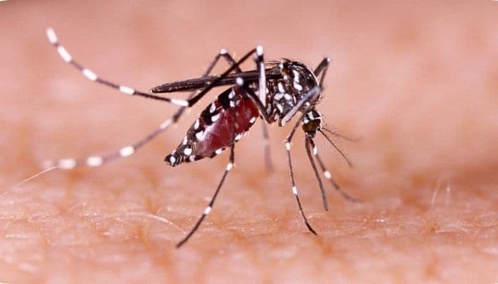 Kasus Pertama Setelah 6 Tahun, Penularan Lokal Virus Chikungunya Ditemukan di New York