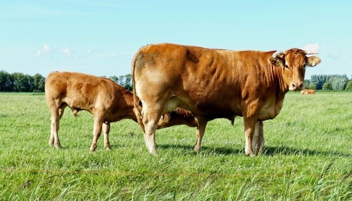 Sapi Anda Cacingan? Ini Solusinya