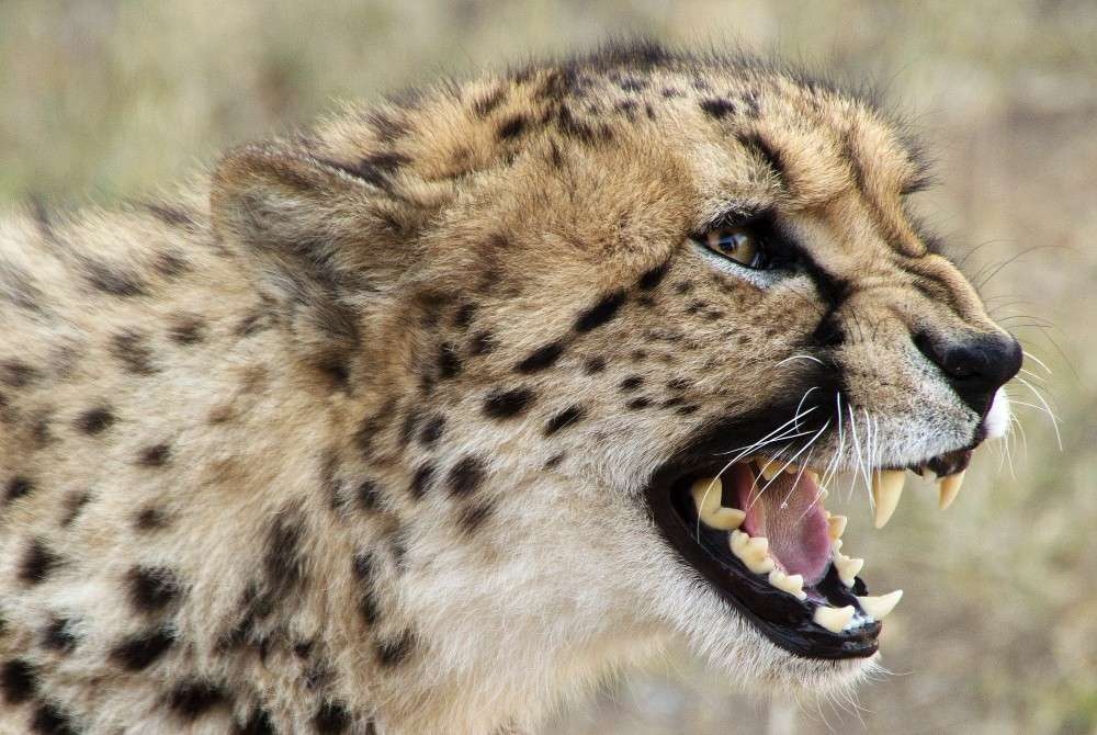 Cheetah Kuno National Park Tewas Tertabrak, Kasus Pertama Sejak Reintroduksi di India