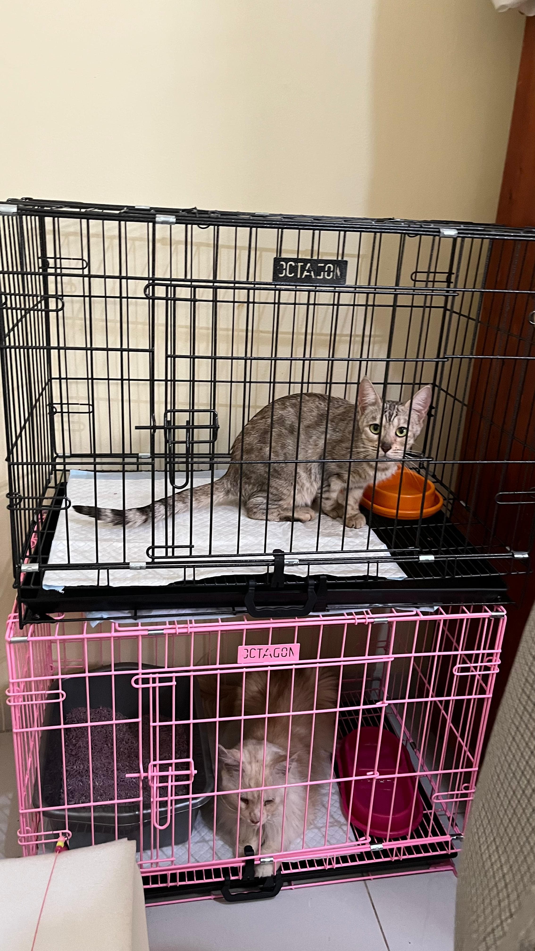 Kisah Pilu Kucing Eko Patrio Jadi Korban Penjarahan