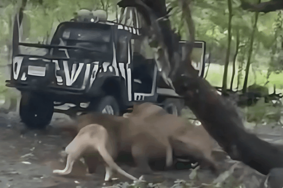 Penjaga Kebun Binatang Diserang Singa hingga Meninggal, Pengelola Berikan Pernyataan