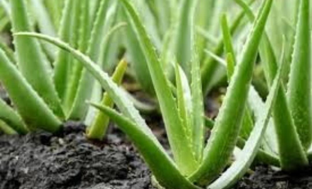 5 Contoh Tanaman Hias yang Mudah Dirawat dan Bikin Rumah Lebih Asri