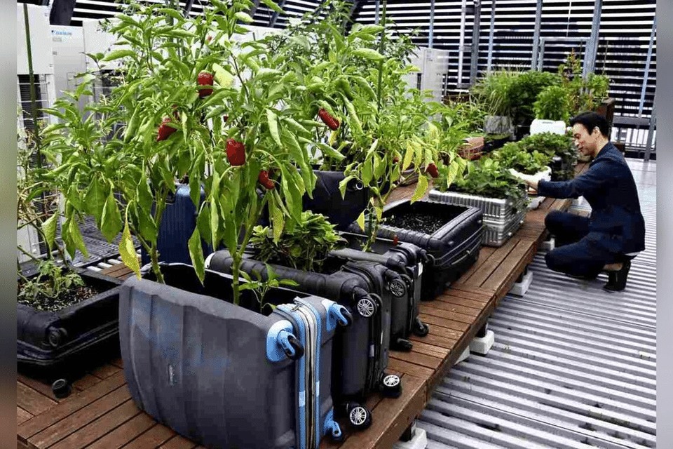 Lonjakan Wisatawan Bikin Banyak Koper Tertinggal di Bandara dan Hotel Jepang